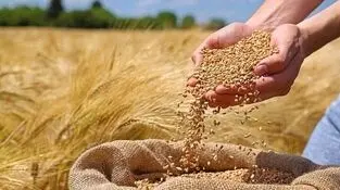 مصائب گندمکاران؛چشم کشاورزان به پرداخت مطالبات
