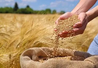 مصائب گندمکاران؛چشم کشاورزان به پرداخت مطالبات