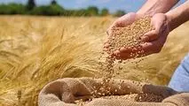 مصائب گندمکاران؛چشم کشاورزان به پرداخت مطالبات