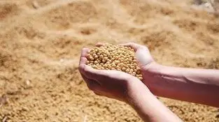 ثبت سفارش واردات انواع کنجاله آغاز شد