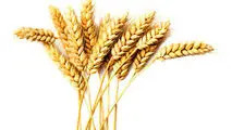 شرط تسویه مطالبات گندم کاران چیست؟
