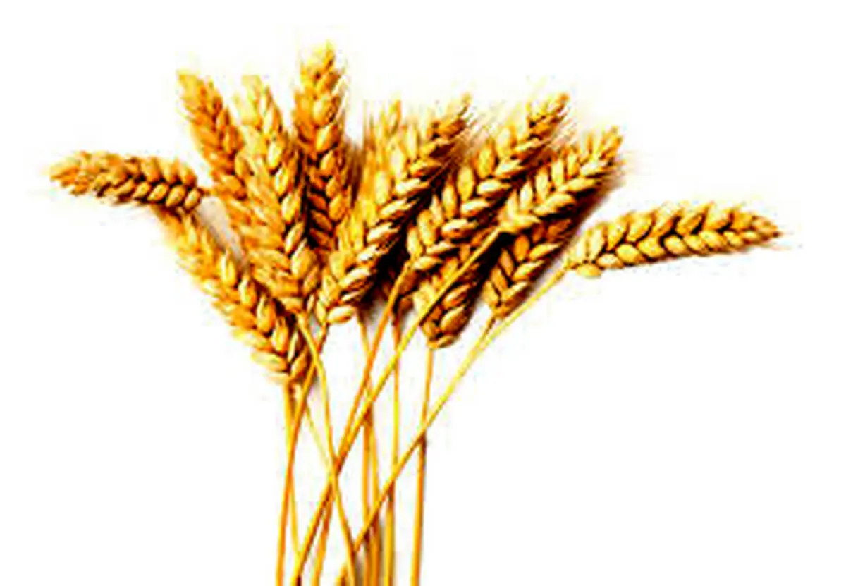 شرط تسویه مطالبات گندم کاران چیست؟
