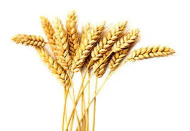 شرط تسویه مطالبات گندم کاران چیست؟
