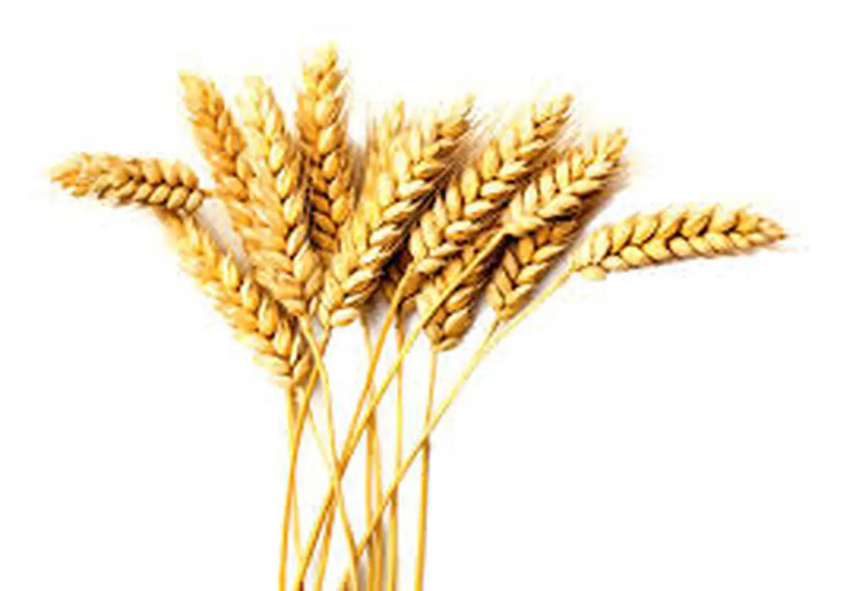 شرط تسویه مطالبات گندم کاران چیست؟
