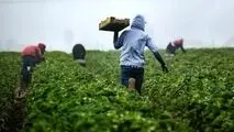 رعایت الگوی کشت چگونه به داد کشاورزی ساوه کم‌آب می‌رسد؟
