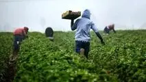 رعایت الگوی کشت چگونه به داد کشاورزی ساوه کم‌آب می‌رسد؟
