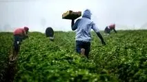 رعایت الگوی کشت چگونه به داد کشاورزی ساوه کم‌آب می‌رسد؟
