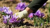  تحول در بازار زعفران خراسان شمالی
با «پالیز» بانک کشاورزی، دست دلالان از بازار طلای سرخ کوتاه شد