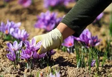 تحول در بازار زعفران خراسان شمالی
با «پالیز» بانک کشاورزی، دست دلالان از بازار طلای سرخ کوتاه شد