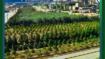 به مناسبت روز درختکاری و هفته منابع طبیعی اعلام شد؛

گام بلند ارفع برای صنعتی سبزتر؛ توسعه فضای سبز کارخانه در مسیر اجرا

