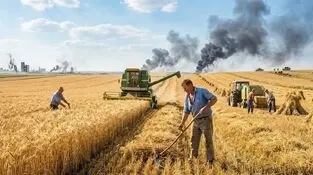 فصل گندم؛ سایه مصائب خرید تضمینی بر زمین کشاورزان