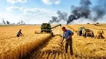 فصل گندم؛ سایه مصائب خرید تضمینی بر زمین کشاورزان