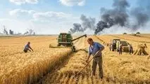 فصل گندم؛ سایه مصائب خرید تضمینی بر زمین کشاورزان