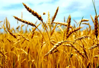 محسن ضیائی :  135 هزار تن گندم در شش ماهه نخست وارد اصفهان شده است 
