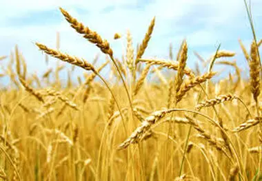 محسن ضیائی :  135 هزار تن گندم در شش ماهه نخست وارد اصفهان شده است 
