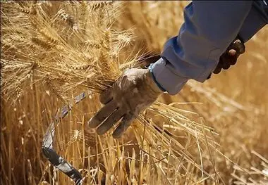 زمان پرداخت مطالبات گندمکاران و کلزاکاران اعلام شد
