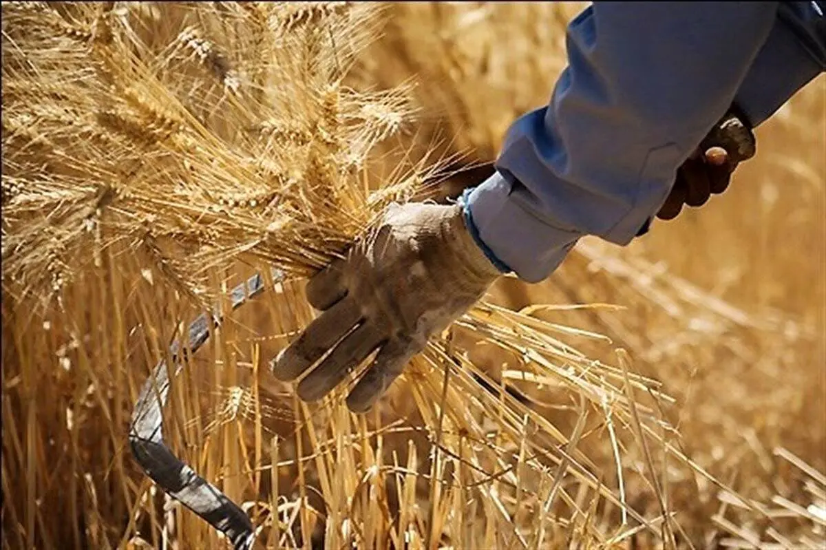 زمان پرداخت مطالبات گندمکاران و کلزاکاران اعلام شد
