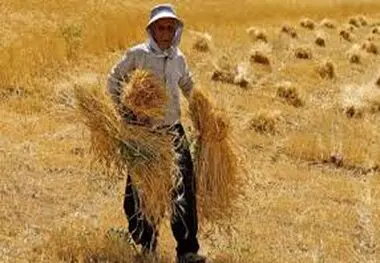  آغاز توزیع حدود هزار و 500 تن برنج وارداتی و شکر به قیمت دولتی در استان اصفهان