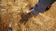 محسن ضیائی : خرید گندم تضمینی در مراکز مباشر  شرکتهای تعاون روستائی تا پایان شهریور ماه سال جاری به اتمام می رسد . 

