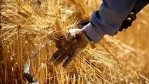محسن ضیائی : خرید گندم تضمینی در مراکز مباشر  شرکتهای تعاون روستائی تا پایان شهریور ماه سال جاری به اتمام می رسد . 

