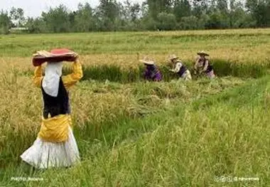 سازمان تعاون روستایی: تقویت بنیه مالی تعاونی‌ها از اولویت‌های مهم است