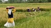 سازمان تعاون روستایی: تقویت بنیه مالی تعاونی‌ها از اولویت‌های مهم است