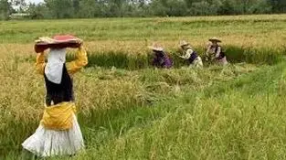 سازمان تعاون روستایی: تقویت بنیه مالی تعاونی‌ها از اولویت‌های مهم است