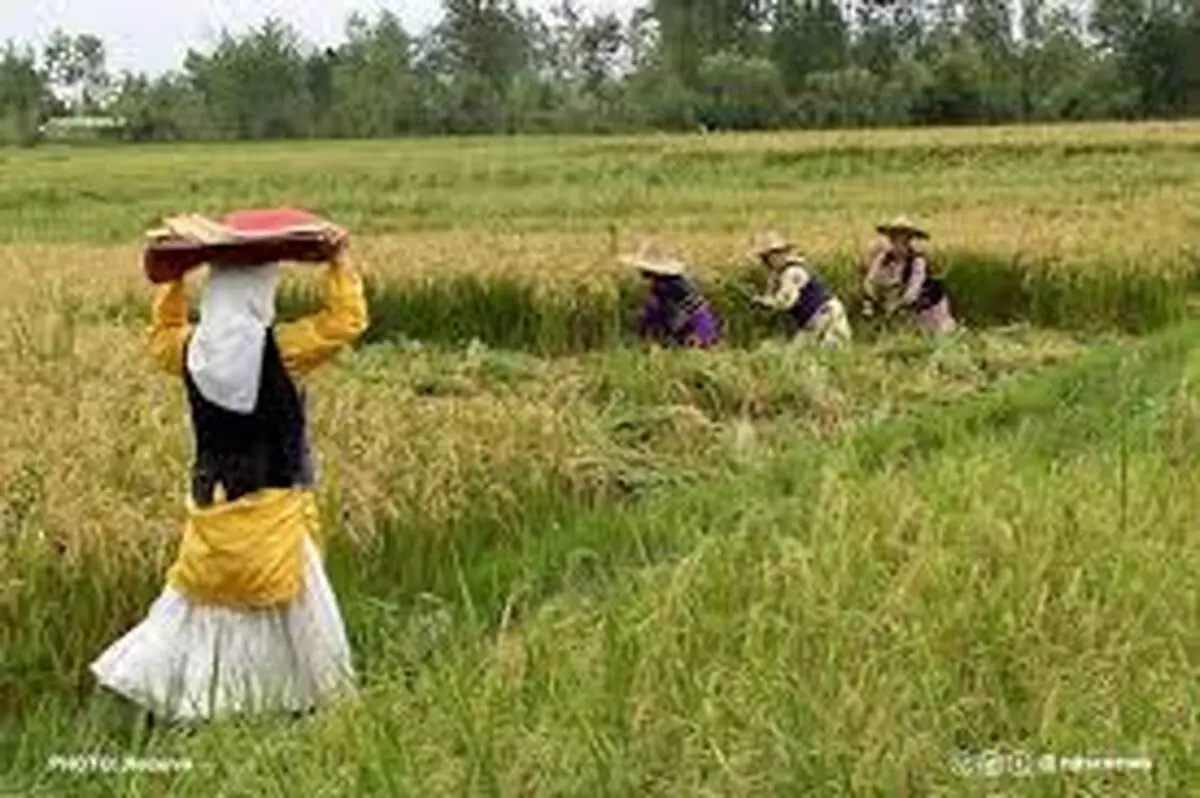 سازمان تعاون روستایی: تقویت بنیه مالی تعاونی‌ها از اولویت‌های مهم است