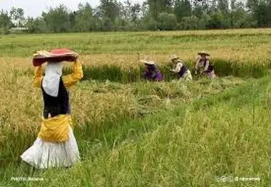 سازمان تعاون روستایی: تقویت بنیه مالی تعاونی‌ها از اولویت‌های مهم است