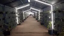 مسیر عبور کارکنان فولاد هرمزگان با طراحی سبز بازآفرینی شد