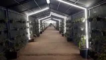 مسیر عبور کارکنان فولاد هرمزگان با طراحی سبز بازآفرینی شد
