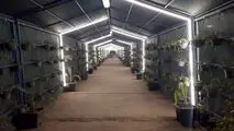 مسیر عبور کارکنان فولاد هرمزگان با طراحی سبز بازآفرینی شد