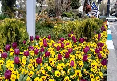 شکوفایی لاله‌ها در معابر و بوستان‌های منطقه یک؛ ادای احترام به شهیدان