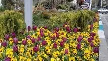 شکوفایی لاله‌ها در معابر و بوستان‌های منطقه یک؛ ادای احترام به شهیدان