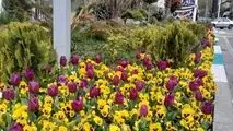 شکوفایی لاله‌ها در معابر و بوستان‌های منطقه یک؛ ادای احترام به شهیدان