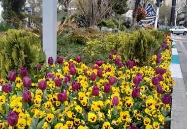 شکوفایی لاله‌ها در معابر و بوستان‌های منطقه یک؛ ادای احترام به شهیدان