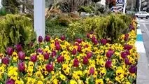 شکوفایی لاله‌ها در معابر و بوستان‌های منطقه یک؛ ادای احترام به شهیدان