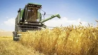 مطالبات گندمکاران در پیچ و خم منابع و تحریم‌ها