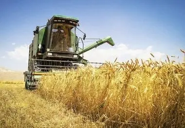 مطالبات گندمکاران در پیچ و خم منابع و تحریم‌ها