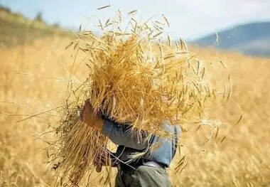 گندم در اسارت ۳ معضل