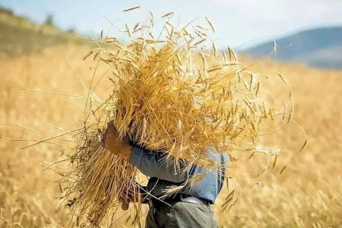 گندم در اسارت ۳ معضل