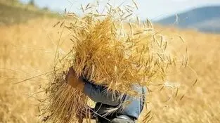 گندم در اسارت ۳ معضل
