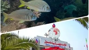 با حمایت پتروشیمی  آریاساسول؛
 رهاسازی 130  هزار قطعه ماهی شانک زردباله در ساحل نایبند