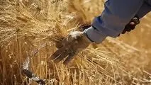 وعده‌های سرخرمن به کشاورزان ادامه دارد!