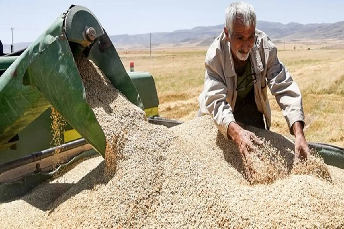 رشد بیش از ۲۷ درصدی خرید تضمینی گندم در سال جاری