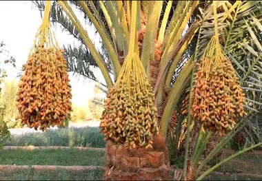 ساخت ربات برداشت خرما با حفظ کیفیت در دانشگاه تهران