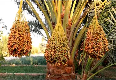 ساخت ربات برداشت خرما با حفظ کیفیت در دانشگاه تهران