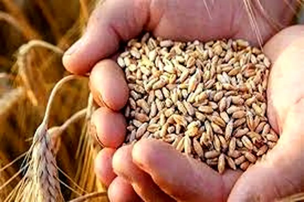 اصلاح قیمت خرید تضمینی گندم منتفی شد؟
