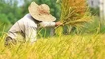 دستور وزیر جهاد کشاورزی برای خرید برنج مازاد شالیکاران