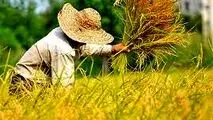 دستور وزیر جهاد کشاورزی برای خرید برنج مازاد شالیکاران